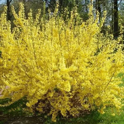 Форзиция ФОРЧУНА  Форзиция ФОРЧУНА в Санкт-Петербурге