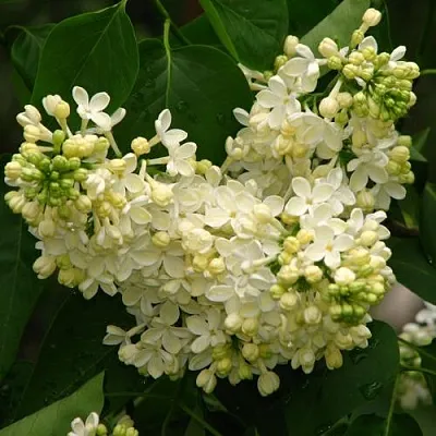 Сирень ПРИМРОУЗ  Сирень ПРИМРОУЗ в Санкт-Петербурге