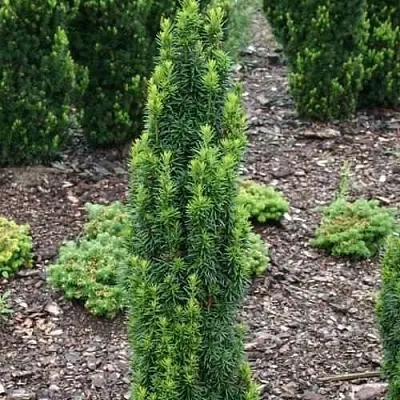 Тис ВОЙТЕК средний  в Санкт-Петербурге