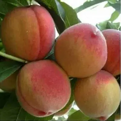 Персик ТУРИСТ  Персик ТУРИСТ в Санкт-Петербурге