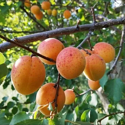 Абрикос ЖЕРДЕЛА  Абрикос ЖЕРДЕЛА в Санкт-Петербурге