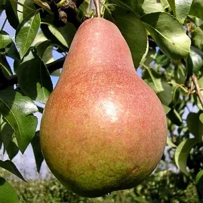 Груша КИРГИЗСКАЯ ЗИМНЯЯ  Груша КИРГИЗСКАЯ ЗИМНЯЯ в Санкт-Петербурге