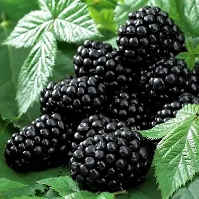 Ежевика БЛЭК БЬЮТИ  Ежевика БЛЭК БЬЮТИ в Санкт-Петербурге