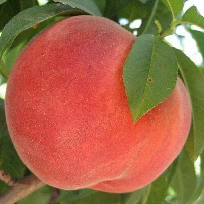 Персик МАЙСКИЙ ЦВЕТОК  Персик МАЙСКИЙ ЦВЕТОК в Санкт-Петербурге