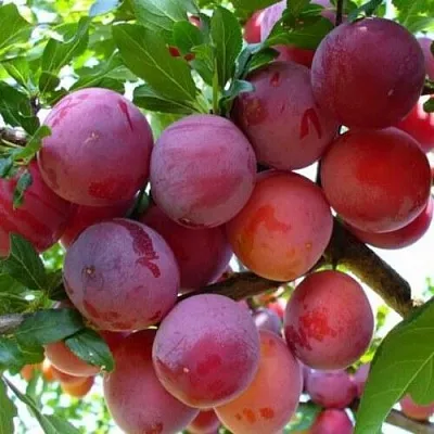 Слива НЕКТАРИННАЯ АРОМАТНАЯ  Слива НЕКТАРИННАЯ АРОМАТНАЯ в Санкт-Петербурге