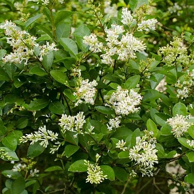 Бирючина  Бирючина в Санкт-Петербурге