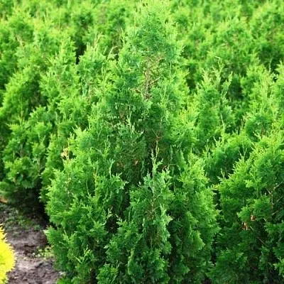 Туя СПИРАЛИС западная  Туя СПИРАЛИС западная в Санкт-Петербурге