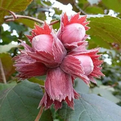 Фундук СКАРЛЕТТ в Санкт-Петербурге