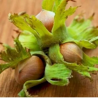 Фундук ГИГАНТ ТАМБОВСКИЙ в Санкт-Петербурге