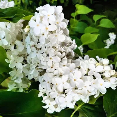 Сирень МАЛЕНЬКИЙ ПРИНЦ  Сирень МАЛЕНЬКИЙ ПРИНЦ в Санкт-Петербурге