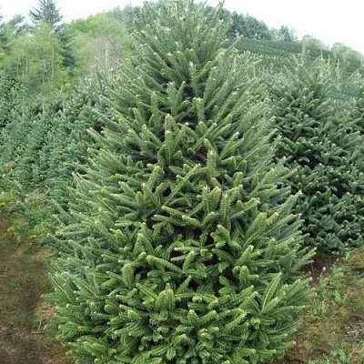 Пихта ФРАЗЕРА  Пихта ФРАЗЕРА в Санкт-Петербурге