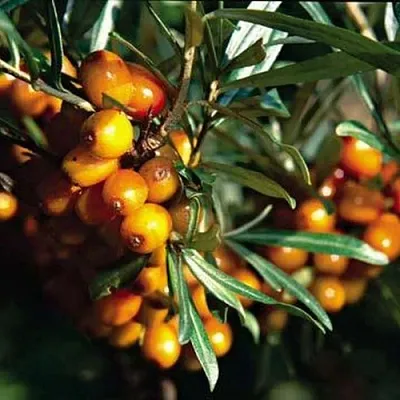 Облепиха ДАР КАЗАКОВУ  Облепиха ДАР КАЗАКОВУ в Санкт-Петербурге