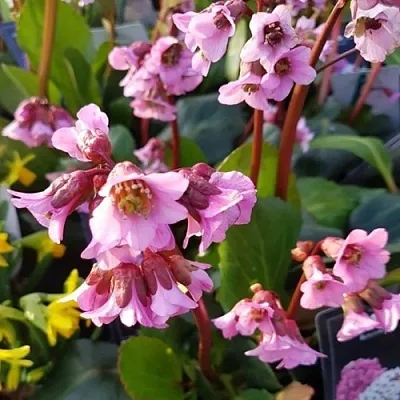 Бадан БЭБИ ДОЛЛ  Бадан БЭБИ ДОЛЛ в Санкт-Петербурге