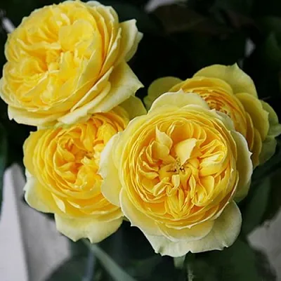 Саженцы роз КАТАЛИНА спрей  Саженцы роз КАТАЛИНА спрей в Санкт-Петербурге