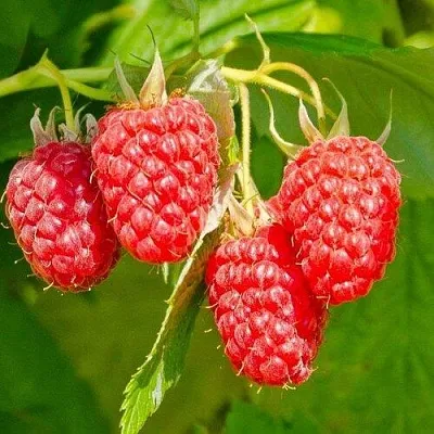 Малина ИЗОБИЛЬНАЯ  Малина ИЗОБИЛЬНАЯ в Санкт-Петербурге