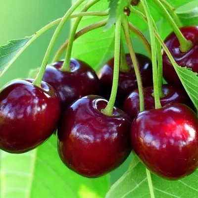 Вишня ВЯНОК в Санкт-Петербурге