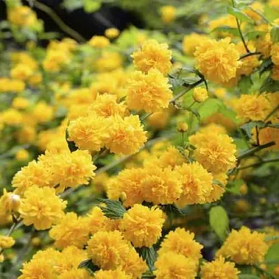 Керрия японская АУРЕОВАРИЕГАТТА  Керрия японская АУРЕОВАРИЕГАТТА в Санкт-Петербурге