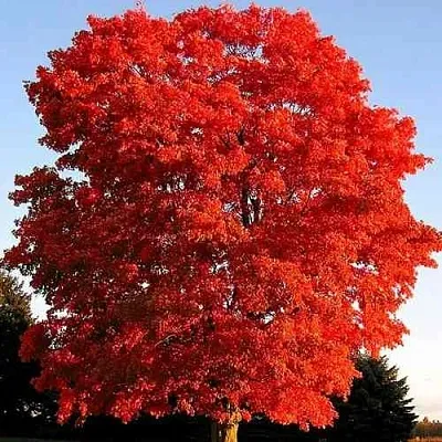 Дуб красный  в Санкт-Петербурге