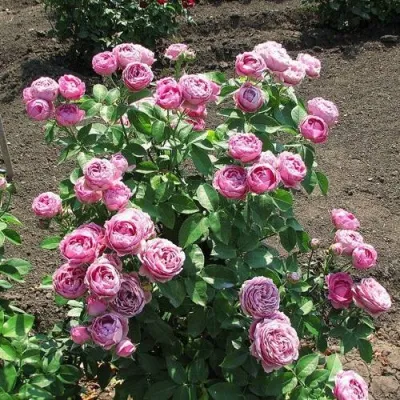 Саженцы роз МИСТИ БАБЛС спрей — описание сорта Саженцы роз МИСТИ БАБЛС спрей в Санкт-Петербурге