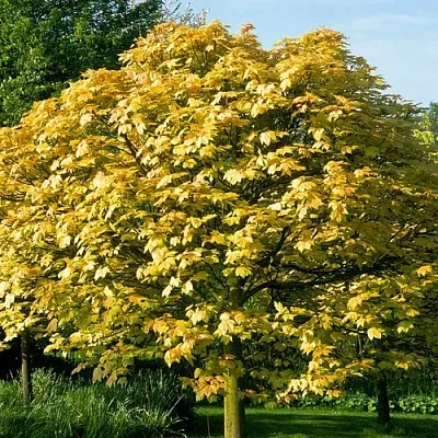 Клен ложноплатановый в Санкт-Петербурге