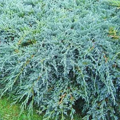 Можжевельник БЛЮ КАРПЕТ чешуйчатый  Можжевельник БЛЮ КАРПЕТ чешуйчатый в Санкт-Петербурге