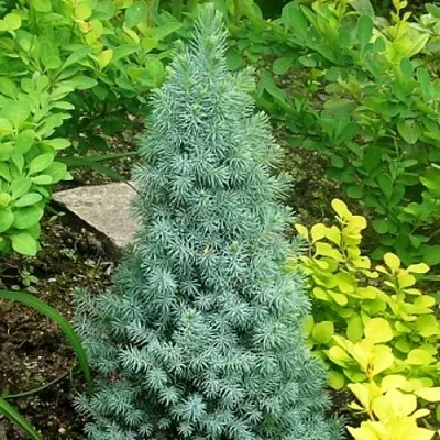 Ель КОНИКА сизая в Санкт-Петербурге