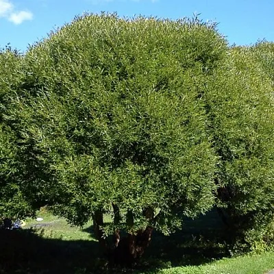 Ива ломкая  в Санкт-Петербурге