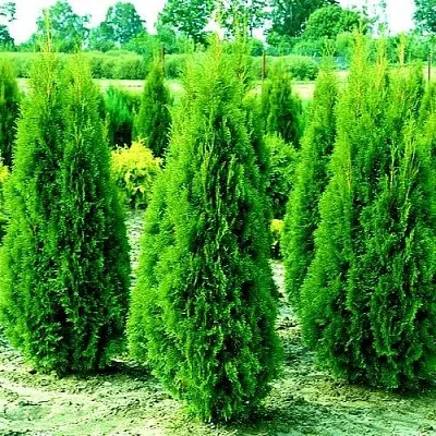 Туя ВИДМАНТ западная  Туя ВИДМАНТ западная в Санкт-Петербурге