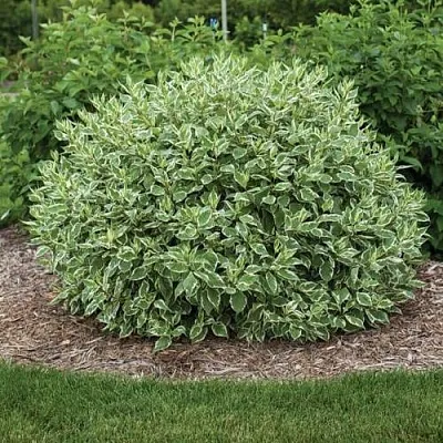 Дерен ЭЛЕГАНТИССИМА белый  Дерен ЭЛЕГАНТИССИМА белый в Санкт-Петербурге