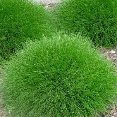 Овсяница Готье Овсяница Готье