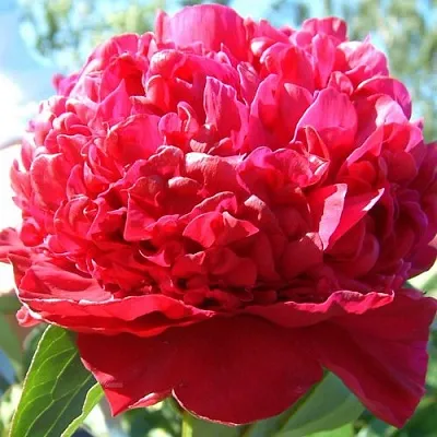 Пион ИНСПЕКТОР ЛАВЕРН травянистый  Пион ИНСПЕКТОР ЛАВЕРН травянистый в Санкт-Петербурге