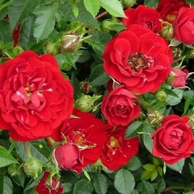 Саженцы роз РЕД КАСКАД почвопокровная  Саженцы роз РЕД КАСКАД почвопокровная в Санкт-Петербурге