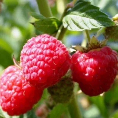 Малина БРУСИЛОВСКАЯ — описание сорта Малина БРУСИЛОВСКАЯ в Санкт-Петербурге