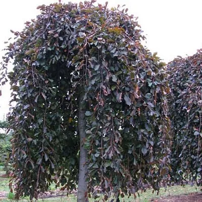 Бук в Санкт-Петербурге