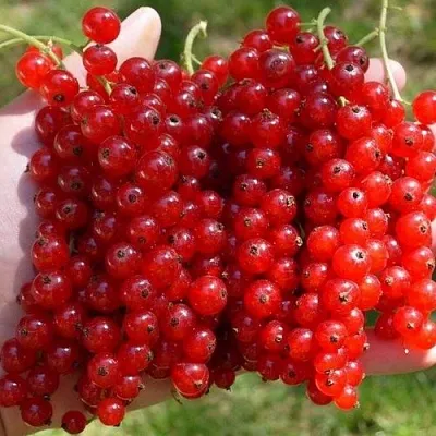 Смородина красная РЕД ПУЛ  Смородина красная РЕД ПУЛ в Санкт-Петербурге