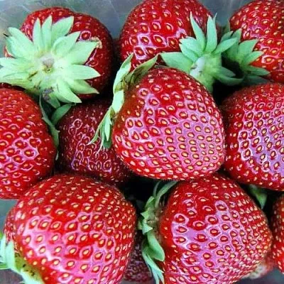 Клубника МАЛЬВИНА  Клубника МАЛЬВИНА в Санкт-Петербурге