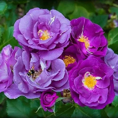 Саженцы роз РАПСОДИЯ ИН БЛЮ шраб  Саженцы роз РАПСОДИЯ ИН БЛЮ шраб в Санкт-Петербурге