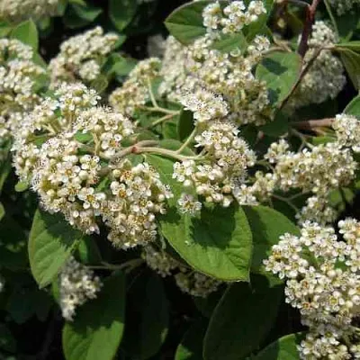 Кизильник пузырчатый в Санкт-Петербурге