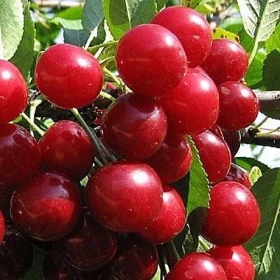 Вишня ГЛУБОКСКАЯ в Санкт-Петербурге