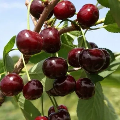 Вишня ГРИОТ БЕЛОРУССКИЙ в Санкт-Петербурге