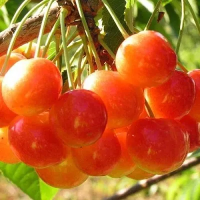 Черешня СОПЕРНИЦА в Санкт-Петербурге