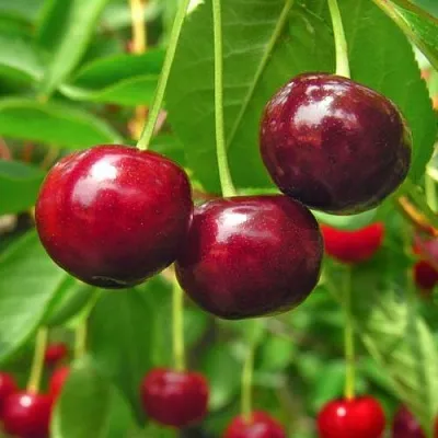 Вишня УЙФЕХЕРТОЙ ФЮРТОШ в Санкт-Петербурге