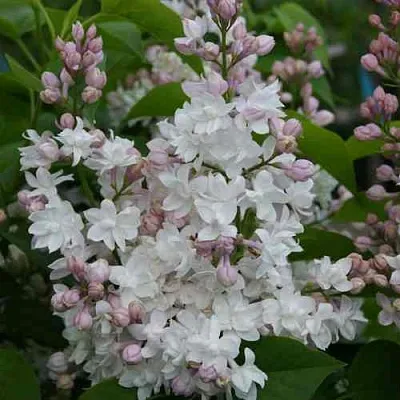 Сирень КРАСАВИЦА МОСКВЫ  Сирень КРАСАВИЦА МОСКВЫ в Санкт-Петербурге