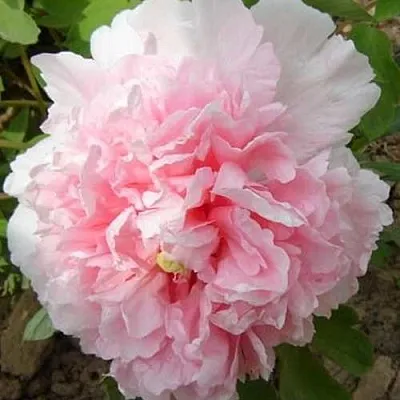 Пион БУКЕТ РОЗОВЫХ ГВОЗДИК древовидный  Пион БУКЕТ РОЗОВЫХ ГВОЗДИК древовидный в Санкт-Петербурге