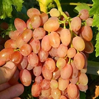 Виноград КИШМИШ ЛУЧИСТЫЙ  Виноград КИШМИШ ЛУЧИСТЫЙ в Санкт-Петербурге