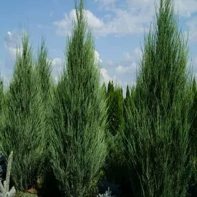 Можжевельник СКАЙРОКЕТ скальный  Можжевельник СКАЙРОКЕТ скальный в Санкт-Петербурге