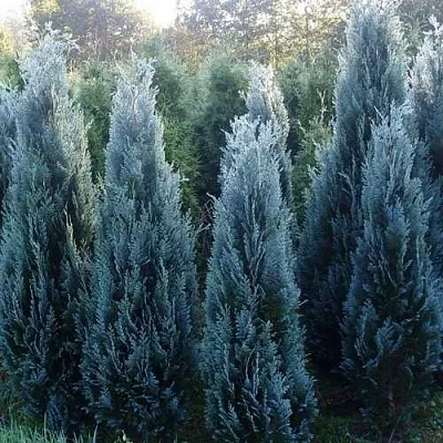 Кипарисовик ДАРТС БЛЮ РИББОН лавсона  Кипарисовик ДАРТС БЛЮ РИББОН лавсона в Санкт-Петербурге