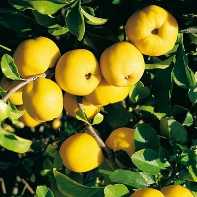 Айва ЦЕЗАРЬ  Айва ЦЕЗАРЬ в Санкт-Петербурге