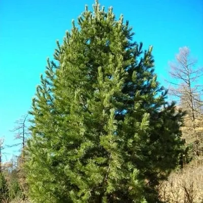 Сосна кедровая сибирская  Сосна кедровая сибирская в Санкт-Петербурге
