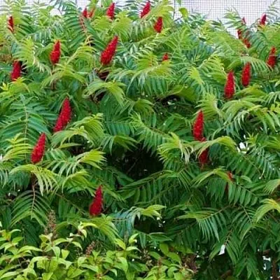 Сумах  Сумах в Санкт-Петербурге